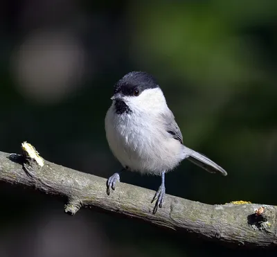 зимующие в Чувашии птицы | Wild Nature Photo