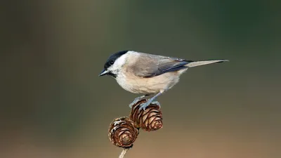 Голоса птиц Как поёт Гаичка черноголовая Poecile palustris - YouTube