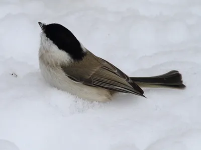 🦅🦆🕊🦉Птицы, которых можно ждать зимой на кормушке: 1. поползень;  2.пищуха; 3.малый.. | ВКонтакте