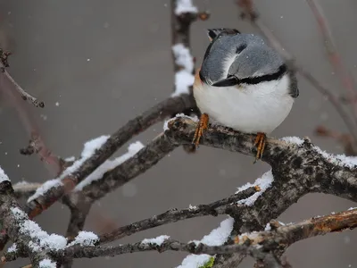 городские птицы | Wild Nature Photo