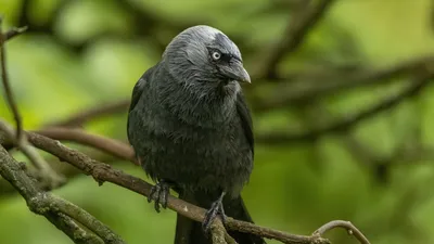 Галка (Corvus monedula) - «Моя идеальная птица. Опыт содержания галки в  домашних условиях, очень много фото. » | отзывы