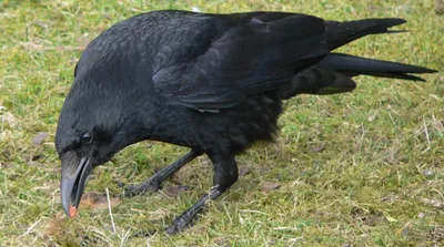 Галка (Corvus monedula) - «Моя идеальная птица. Опыт содержания галки в  домашних условиях, очень много фото. » | отзывы
