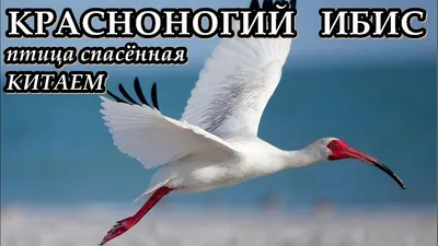 Blackheaded птица Ibis в природе Стоковое Фото - изображение насчитывающей  ибис, головка: 214872470