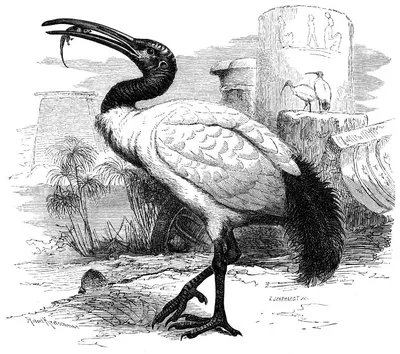 Солома-necked птица Ibis стоковое изображение. изображение насчитывающей  клюв - 59119093