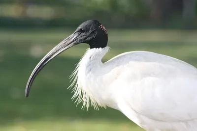 Любители птиц - Священный #ибис / African sacred #ibis... | Facebook