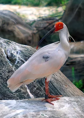 Ибис птица в природе селективный фокус фото птицы ибис на открытом воздухе птица  ибис птица ибис в дикой природе | Премиум Фото