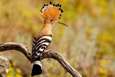 Как живёт удод: 10 интересных фактов из жизни примечательной птицы |  Приключения натуралиста | Дзен