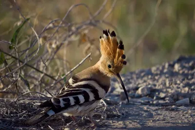 Удод - птица года - Приокско-Террасный государственный природный биосферный  заповедник