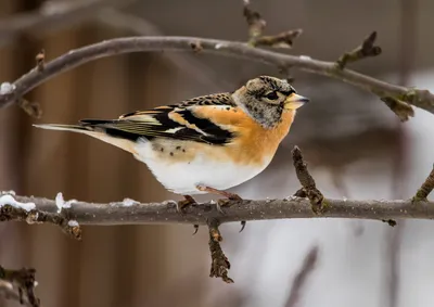 Зимующий юрок. Fringilla montifringilla. | BirdWatch.by