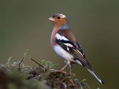 Юрок (Fringilla montifringilla). Птицы Сибири.