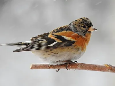 Юрок (Fringilla montifringilla). Птицы Сибири.