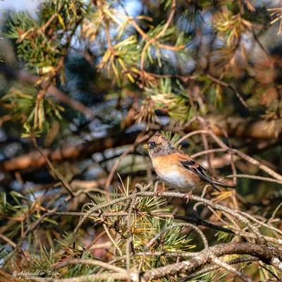 Юрок (Fringilla montifringilla). Птицы Европейской России.