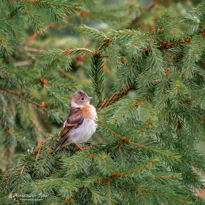 Юрок (Fringilla montifringilla). Птицы Сибири.