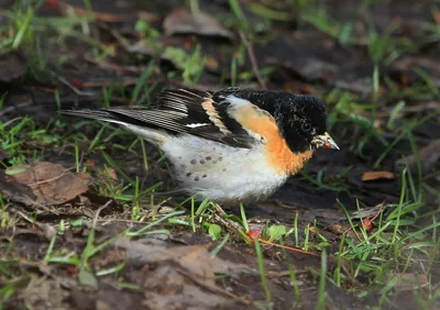 Вьюрок Frinilla montifringilla Brambling