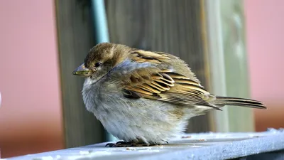 Птицы Новгородской области / Birds of Novgorod Oblast's Journal ·  iNaturalist