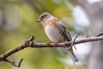 Фотокаталог птиц: Вьюрок (Fringilla montifringilla)