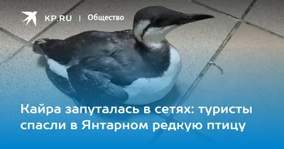 Тонкоклювая кайра (Uria aalge). Птицы Дальнего Востока России.