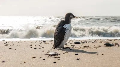 Арктические птицы массово умирают из-за глобального потепления