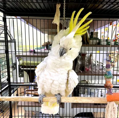 Красивый шикарный попугай какаду с …» — создано в Шедевруме