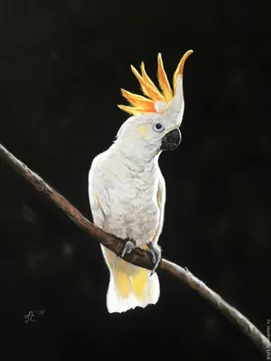 Какаду: экзотическая птица в вашем доме | Птичий рынок | Дзен