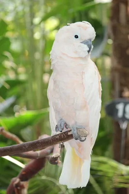 Большой белый попугай какаду лат, сидящий на ветке - Ozero - российский  фотосток