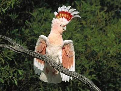 Попугай-какаду установил мировой рекорд, проехав несколько метров на  самокате - Телеканал «Моя Планета»