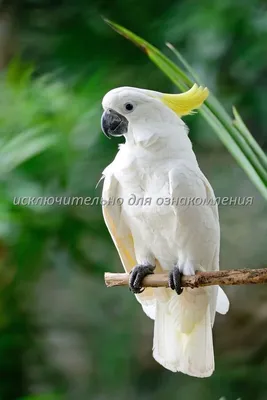Белый попугай какаду Stock Photo | Adobe Stock