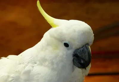 Попугай Какаду-ОБОИ- на рабочий стол-Животные и птицы бесплатно