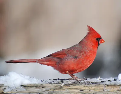 Красный кардинал — Википедия