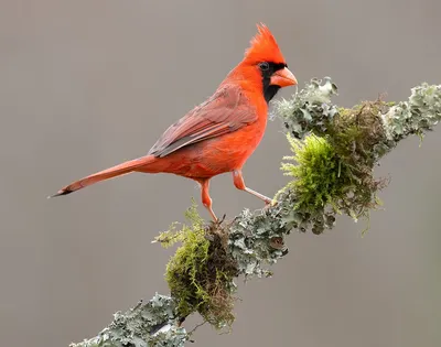 Птица красный кардинал с яркими …» — создано в Шедевруме