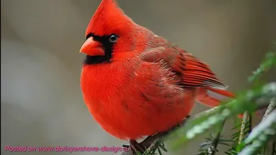 Красный кардинал - Northern Cardinal. Photographer Etkind Elizabeth