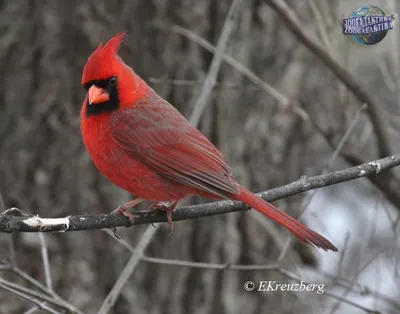 Northern Cardinal couple - Красный кардинал самец и самка. Photographer  Etkind Elizabeth