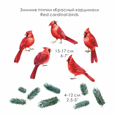 Красный кардинал - Кардиналовые | Некоммерческий учебно-познавательный  интернет-портал Зоогалактика