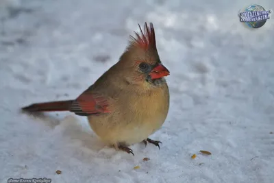 Wiki Nature - Красный кардинал Небольшая птичка,... | Facebook