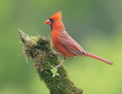 Птица-кардинал: в США нашли гинандроморфа – самец и самка