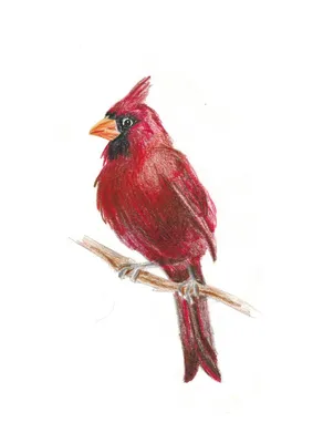 Northern Cardinal male - Красный кардинал самец. Photographer Etkind  Elizabeth