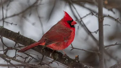 Красный Кардинал птица - красивые фото