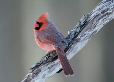 Красный кардинал (виргинский кардинал,) :: Голубая сойка :: живность ::  птицы :: фото / смешные картинки и другие приколы: комиксы, гиф анимация,  видео, лучший интеллектуальный юмор.