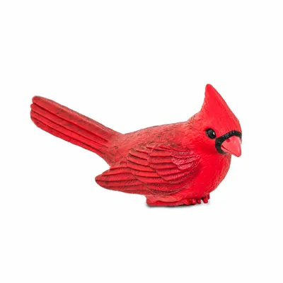 Птица Красный Кардинал Женский - Бесплатное фото на Pixabay - Pixabay
