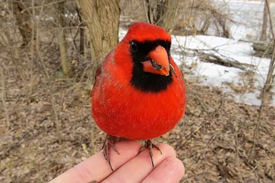 Птица северный красный кардинал, …» — создано в Шедевруме