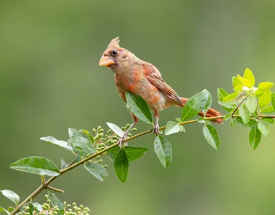 Красивый красный кардинал птица сидит…» — создано в Шедевруме
