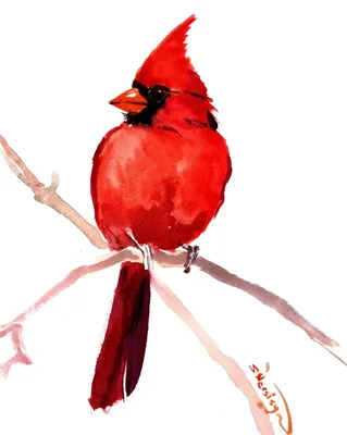 Фигурка птицы Safari Ltd Красный кардинал, XL за 1,180 руб – купить в  интернет-магазине КуклаДом в Москве и России, отзывы