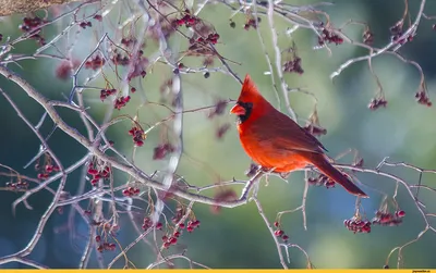 Фотокаталог птиц: Красный кардинал (Cardinalis cardinalis)