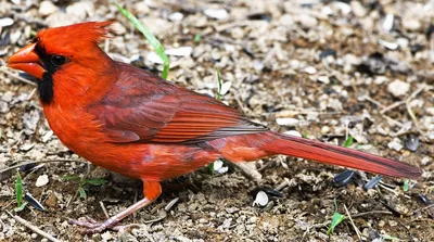 Птица кардинал, реалистично, высокое …» — создано в Шедевруме