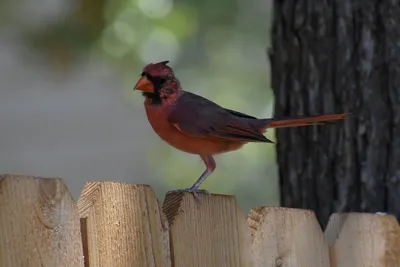 Juvenile Northern Cardinal - Молодая птица -Красный кардинал. Photographer  Etkind Elizabeth