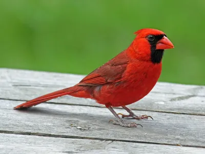 Мужской Красный Кардинал Зимой Кардинальный Самец Птицы Зимой — стоковые  фотографии и другие картинки Птица кардинал - iStock