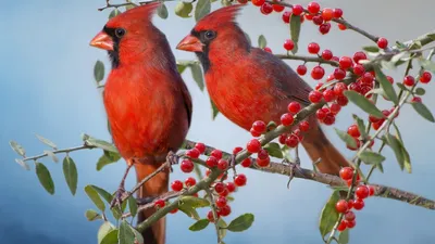 Красный кардинал (виргинский кардинал,) :: живность :: птицы / смешные  картинки и другие приколы: комиксы, гиф анимация, видео, лучший  интеллектуальный юмор.