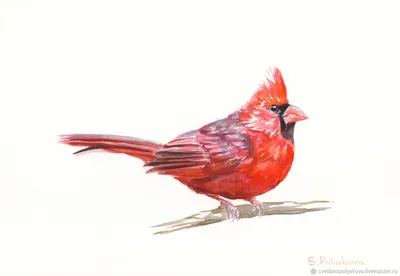изображение красного кардинала сидящего на ветке, картина кардинальная птица  фон картинки и Фото для бесплатной загрузки