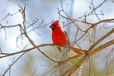 Кардинал Птица Природа Дикая - Бесплатное фото на Pixabay - Pixabay