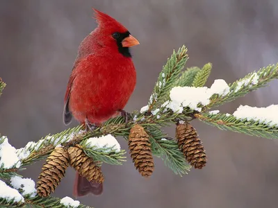 Как живёт красный кардинал: 8 интересных фактов из жизни территориальной  птицы | Приключения натуралиста | Дзен